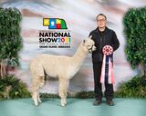 alpaca for sale