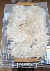 alpaca for sale