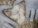 alpaca for sale
