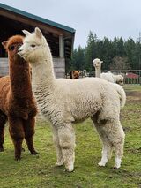 alpaca for sale