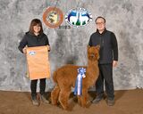 alpaca for sale