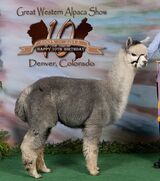 alpaca for sale
