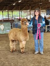 alpaca for sale