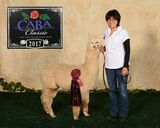 alpaca for sale