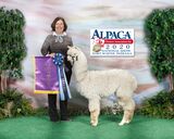 alpaca for sale