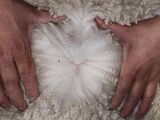 alpaca for sale