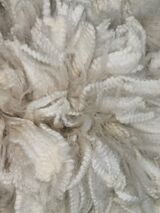 alpaca for sale
