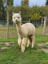 alpaca for sale