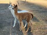 alpaca for sale