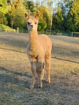 alpaca for sale