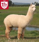 alpaca for sale