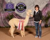 alpaca for sale