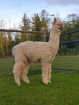 alpaca for sale