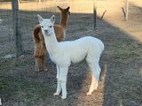alpaca for sale