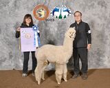 alpaca for sale