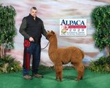 alpaca for sale