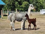 alpaca for sale