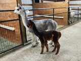 alpaca for sale
