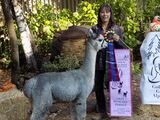 alpaca for sale