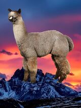 alpaca for sale