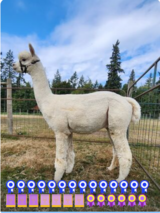alpaca for sale