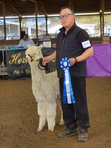 alpaca for sale
