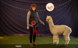 alpaca for sale