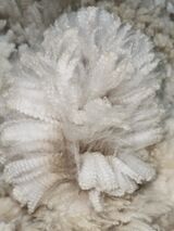 alpaca for sale