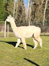 alpaca for sale