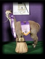 alpaca for sale