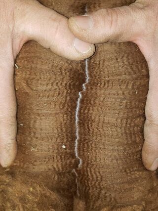 Alpaca Raw Fleece 