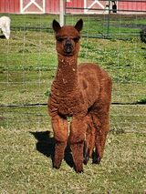 alpaca for sale