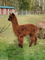 alpaca for sale