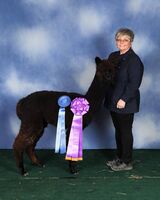 alpaca for sale