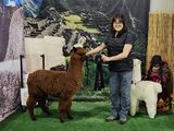 alpaca for sale