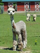 alpaca for sale