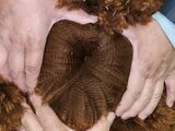 alpaca for sale