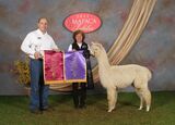 alpaca for sale