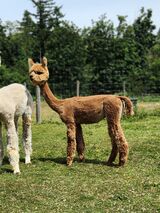alpaca for sale
