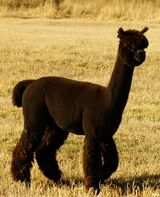 alpaca for sale