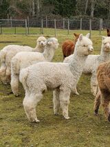alpaca for sale