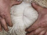alpaca for sale