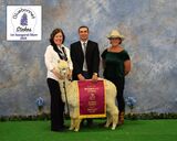 alpaca for sale