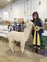 alpaca for sale