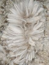 alpaca for sale