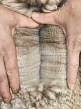 alpaca for sale