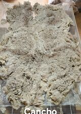 alpaca for sale