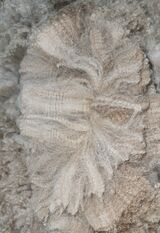 alpaca for sale