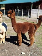 alpaca for sale