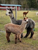 alpaca for sale